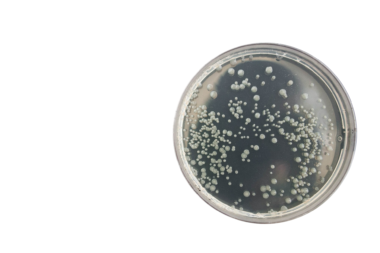 bakterie-dezynfekcja-mikroorganizmy