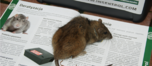 deratyzacja-mysz-audyt-insektpol