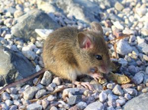 mysz-biolog-terenowy-deratyzacja
