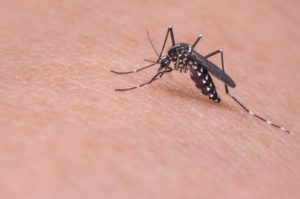 komar makro odstraszanie