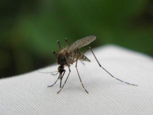 komar owad odkomarzanie