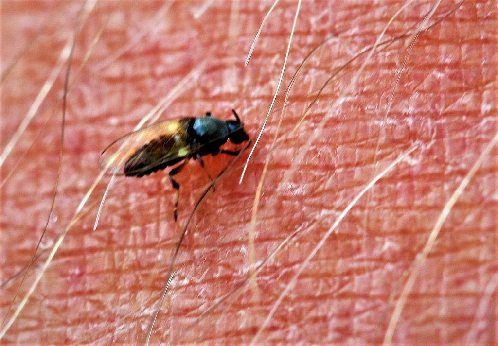 meszki meszkowate black fly