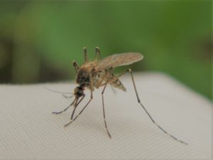komar zwalczanie