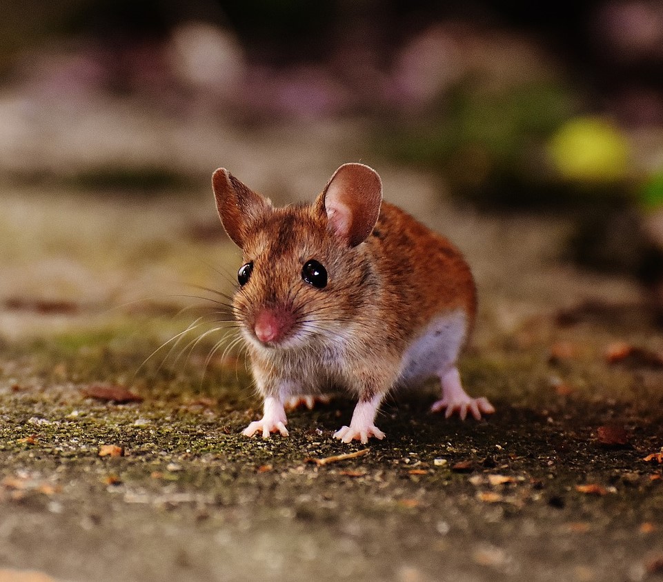 Deratyzacja – Kiedy się ją stosuje?