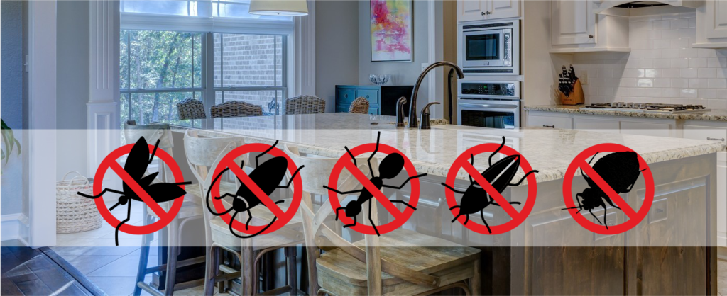 Najpopularniejsze robaki zamieszkujące nasze domy