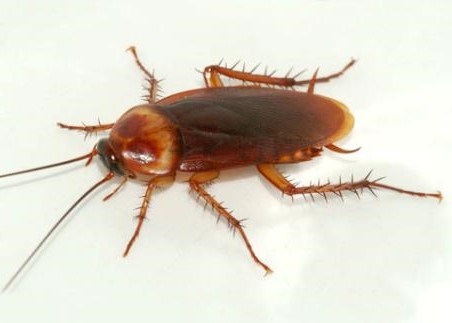 Karaczan prusak – co to za owad i skąd się bierze