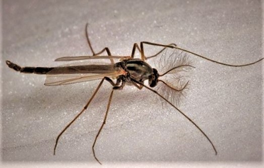 Kuczmany w Polsce – Czym są i dlaczego są zagrożeniem?