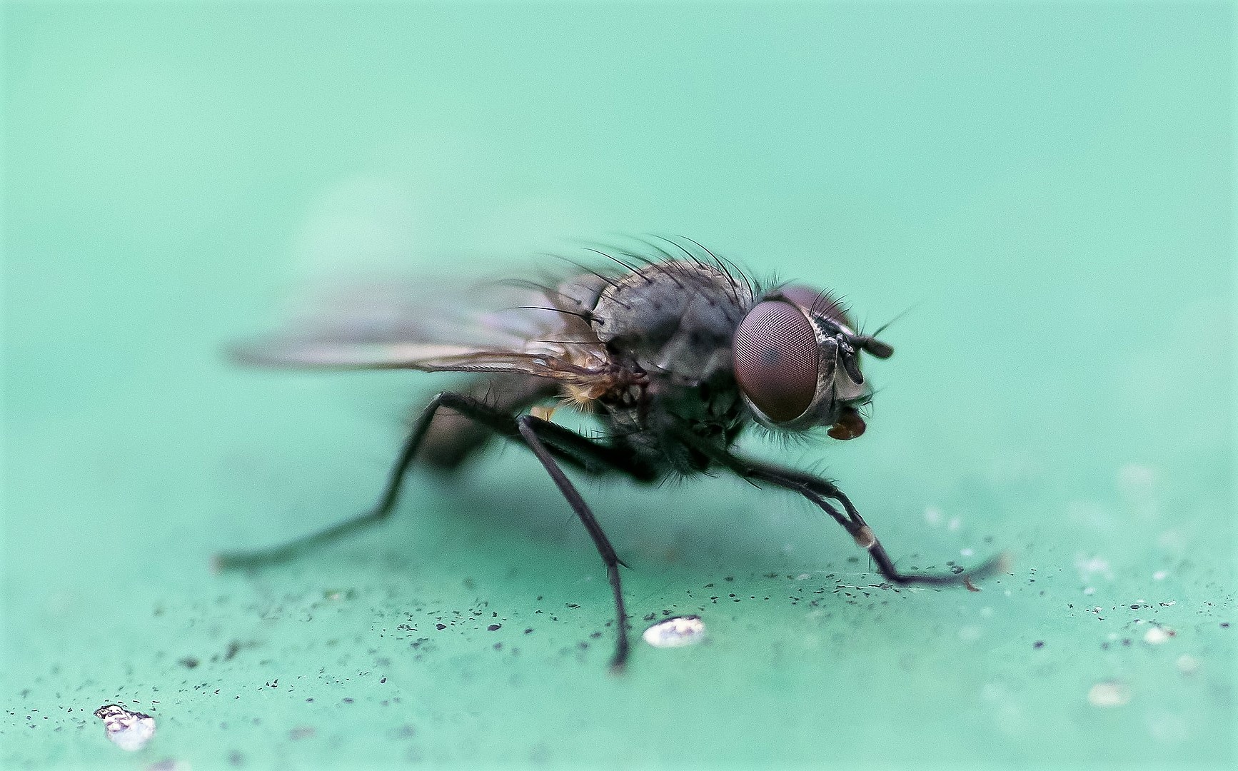 Dezynsekcja w przemyśle spożywczym