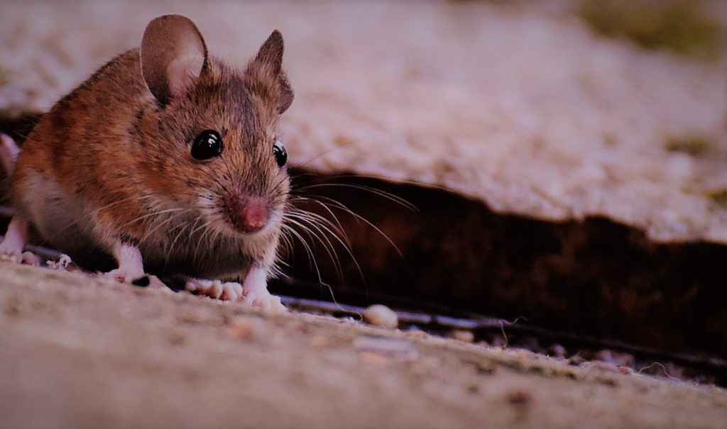 Myszy – biologia, występowanie, rozprzestrzenianie, szkody