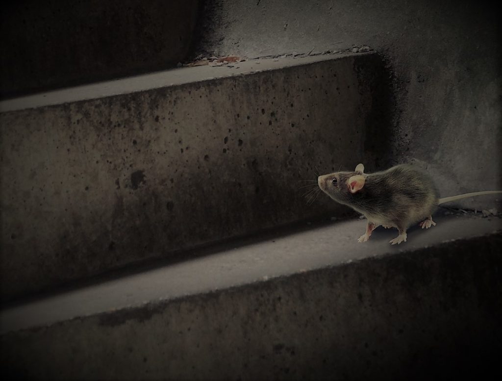 Szczury – pochodzenie, występowanie, morfologia i zwalczanie szkodników