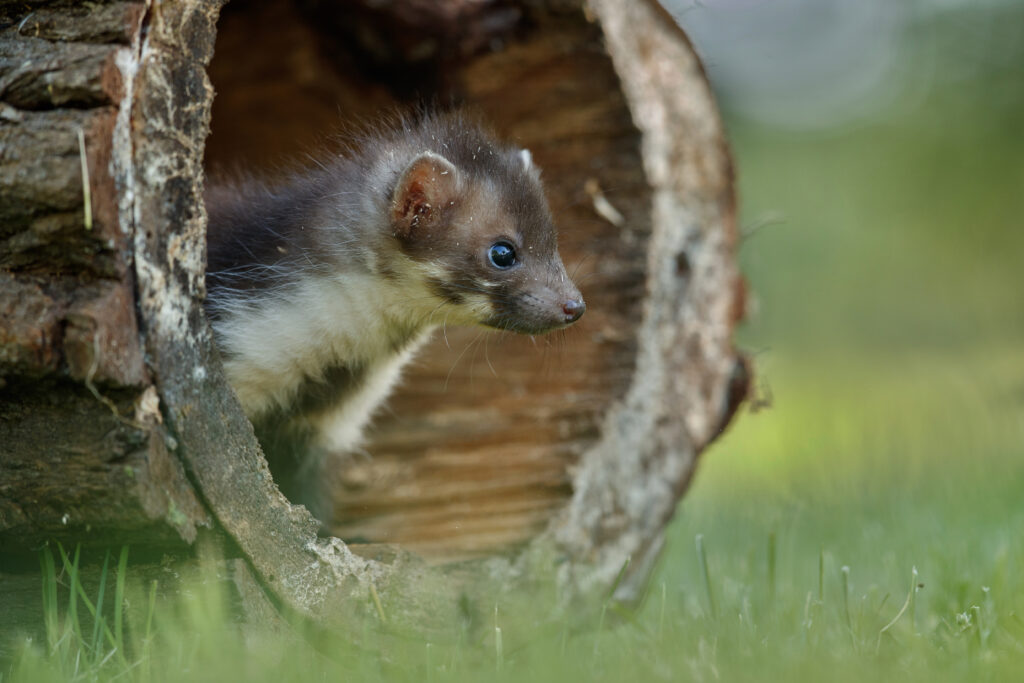 Usuwanie kun z poddasza – skuteczne metody i zabezpieczenia